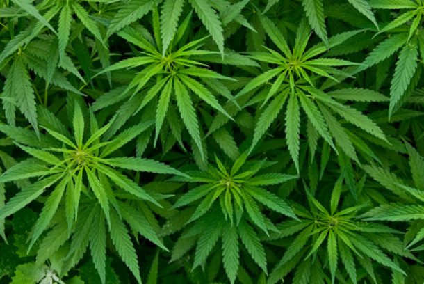 Tragischer Tod von Cannabis-Patient: Staatsregierung muss bayerische Drogenpolitik überprüfen